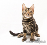 Bengalenkatze marbled